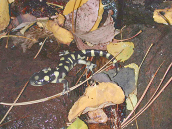 Photo showing a Tiger salamander.