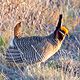 Lesser Prairie Chicken, New Mexico