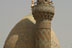 A US military helicopter flies past a mosque in Baghdad.