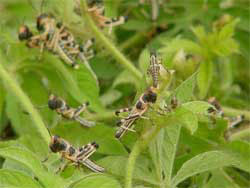 Photo: of locusts at work