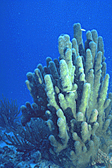 Photo - Coral head in clear, blue water