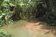 Photo - View of a tropical mountain stream with lush vegitation at stream banks.  Click for larger photo