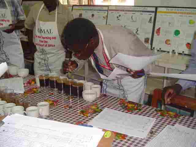 Harrison tests coffe at the first annual national cupping competition (Photo by: Victoria Nyirenda)