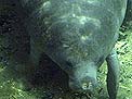 scarred manatee