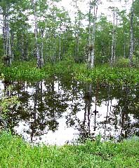 Everglades - cypress and bromiliads - click to enlarge