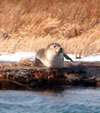 A seal hauled out on the salt marsh along the inlet to Ninigret Pond is curious about the activities of the USGS team.