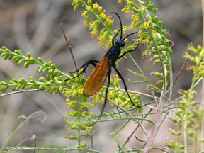 tarantula hawk