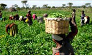 At the Dodicha Vegetable Cooperative, women and children pick green beans that will be sold to a local exporter, who will sell them to supermarkets in Europe - Click to read this story