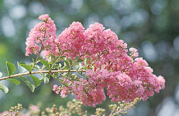 Crape myrtle in bloom: Click here for full photo caption.