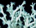 Click to go to the DISCOVRE Homepage - (photo credit: Lophelia Coral - Open-File Report 2008-1148 & OCS Study MMS 2008-015)