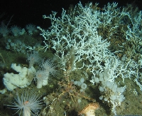 Lophelia coral is just one of many sessile invertebrates comprising a diverse fauna of particulate feeders. (photo credit: Open-File Report 2008-1148) - click to enlarge