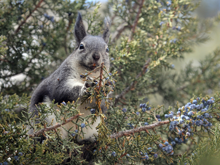 Abert's squirrel eating juniper berries