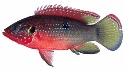 African Jewelfish - Hemichromis letourneuxi.