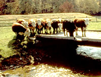 image of cows on a bridge