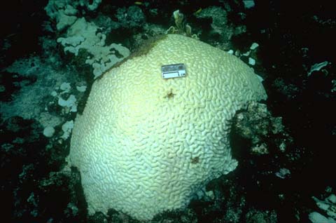 Bleached brain coral