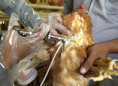 Photo of a chicken being vaccinated in Indonesia.