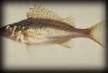 Eurasian ruffe, Unknown location