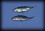 Three-spine stickleback, Taconite Harbor, Minnesota