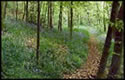 Natural path through woods