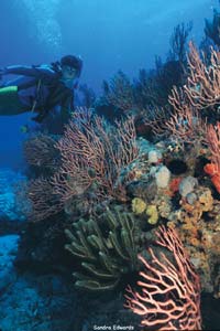 Florida coral reef with diver