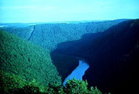 large mountain forest