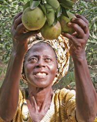 Farmer observing her citrus 