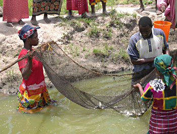 A group of small-scale farmers who operate a fish farm use a net to collect tilapia fingerlings. These will be used to help other farmers start fish raising to diversify their sources of income.