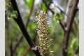 View a larger version of this image and Profile page for Salix sitchensis Sanson ex Bong.