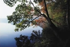 Picture of a tree overhanging a lake, exemplifying the many natural benefits that EPA must consider when estimating a proposed regulation's benefits and costs.