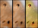 Lack of visible change around active hotspots on Io
