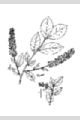 View a larger version of this image and Profile page for Prunus virginiana L.