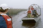 Carole McIvor works with George Dennis and Bob Lewis to locate rivulets draining the surface of the marsh at low tide.