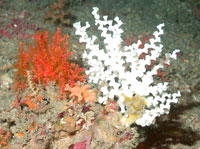  white coral is Lophelia pertusa, a scleractinian coral; orange-pink coral is an octocoral