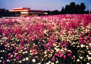 photo of prairie at the AT&T Campus