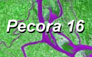 Pecora 16