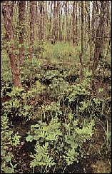 A hardwood swamp