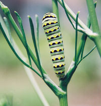 Swallowtail larva on fennel