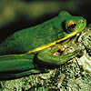 Photo: Green treefrog
