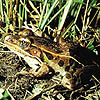 Photo: Spotted leopard frog