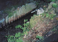 Photo of a woodrat at a culvert
