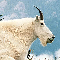 Photo: Mountain goat