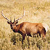 Photo: Elk