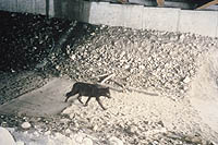 Photo: Wolf in an underpass