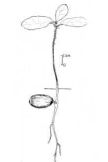 Line Drawing of Lithocarpus Blume