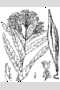 View a larger version of this image and Profile page for Asclepias tuberosa L.