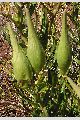 View a larger version of this image and Profile page for Asclepias tuberosa L.