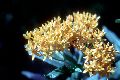 View a larger version of this image and Profile page for Asclepias tuberosa L.