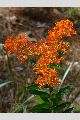 View a larger version of this image and Profile page for Asclepias tuberosa L.