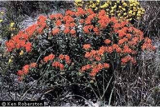 Photo of Asclepias tuberosa L.