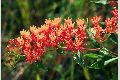 View a larger version of this image and Profile page for Asclepias tuberosa L.